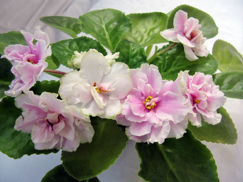 -Приворотное зелье.jpg