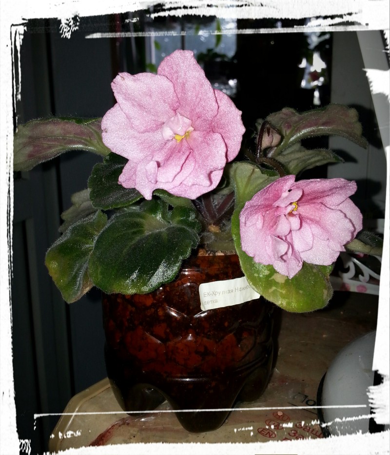 !ЕК-Хрупкая нежность.jpg