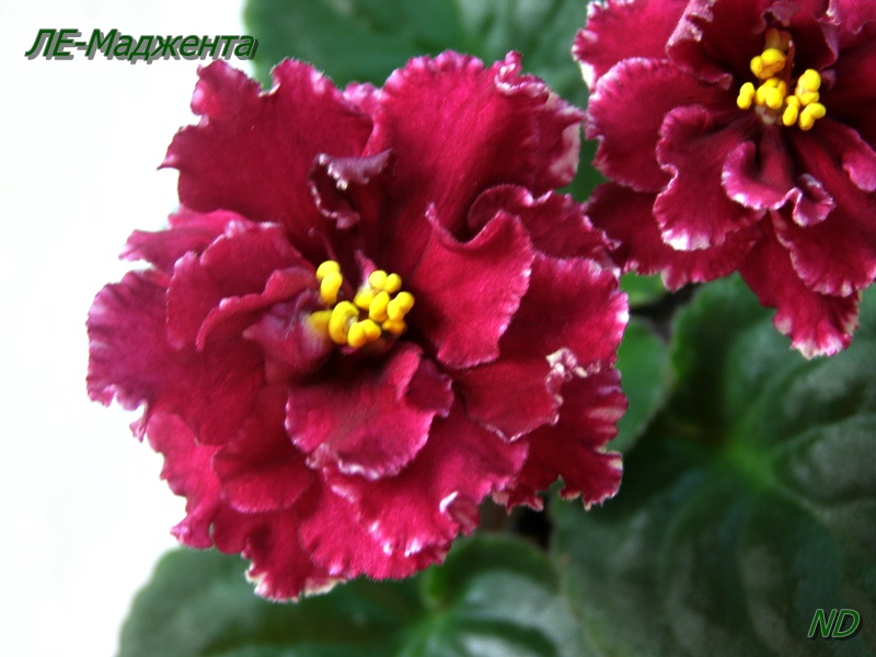 ЛЕ-Маджента3.JPG