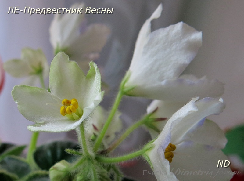 ЛЕ-Предвестник Весны1.JPG