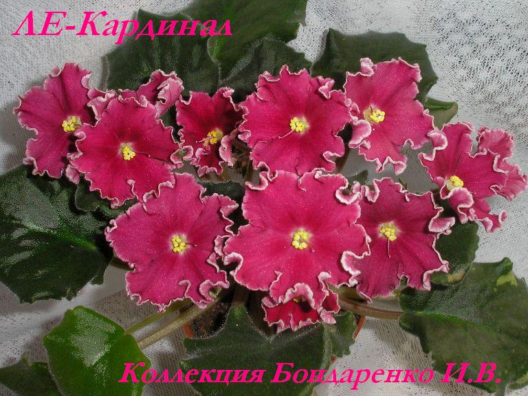 -Кардинал.JPG
