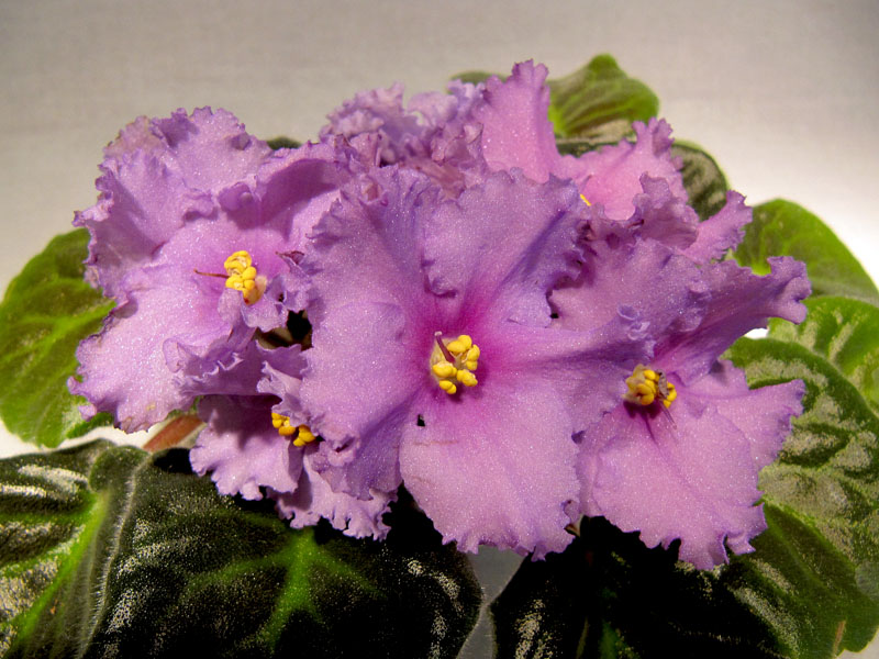 -Серенада (спорт).jpg