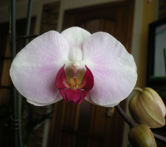 -орхидея-моё-цветение.jpg
