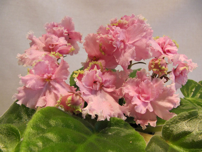 -Дикая Орхидея2.jpg