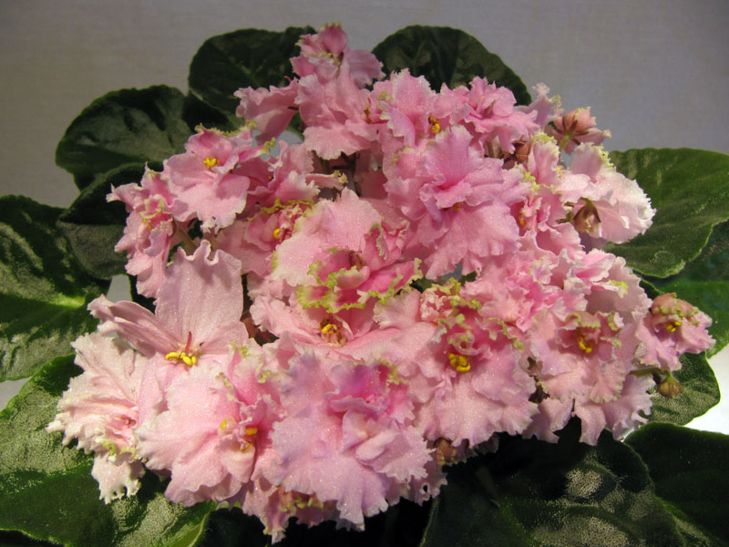 Ле-Дикая Орхидея3.jpg