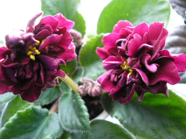 -Сады Семирамиды 1.jpg