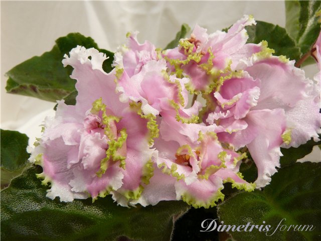 -Дикая Орхидея..jpg