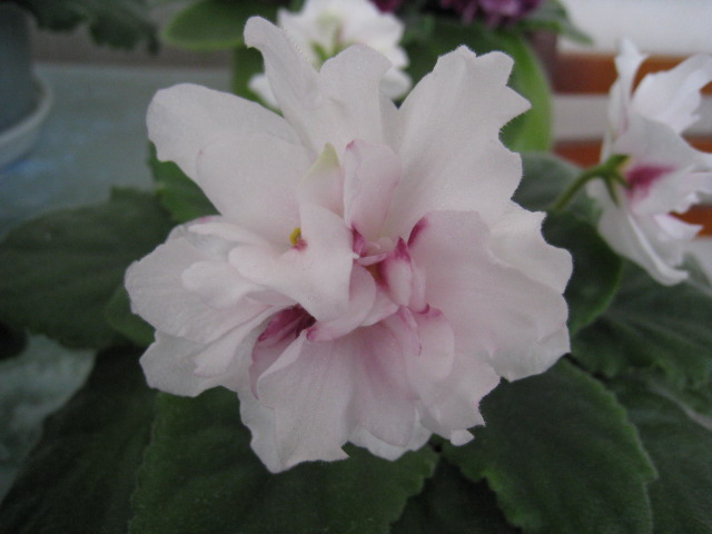 -Сады Семирамиды-спорт 1.jpg