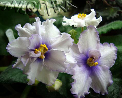 -Шедевр Художника спорт.jpg