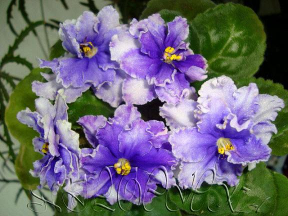 -Шедевр Художника спорт 5.jpg