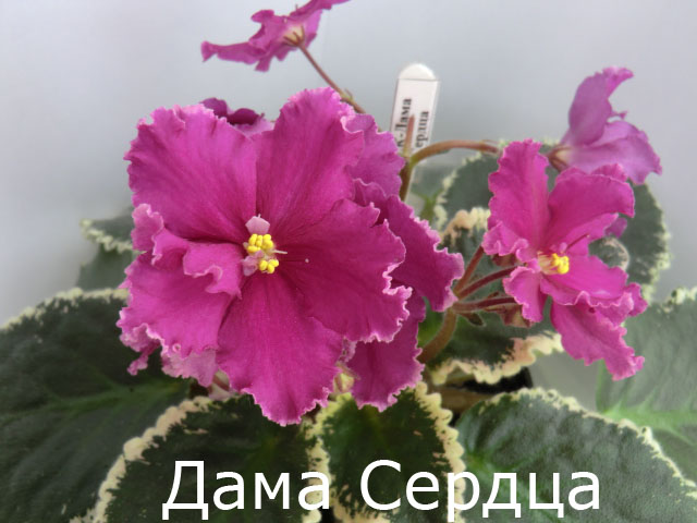 ЕК-Дама Сердца копия.jpg