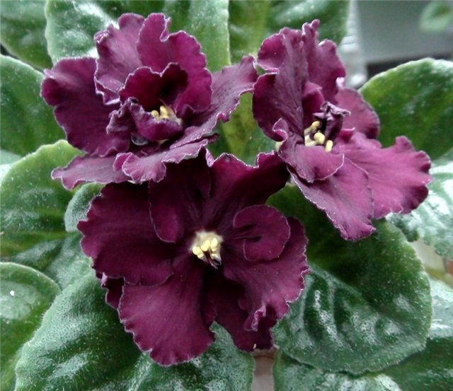 -Магараджа b.JPG