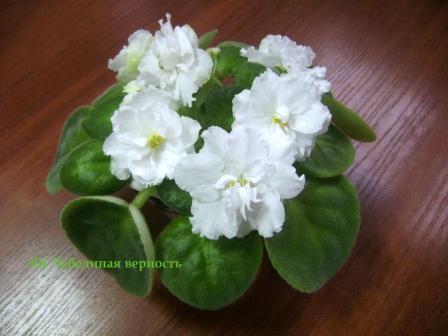 - Лебединая верность 005.jpg