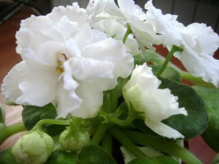 - Лебединая верность 008.jpg