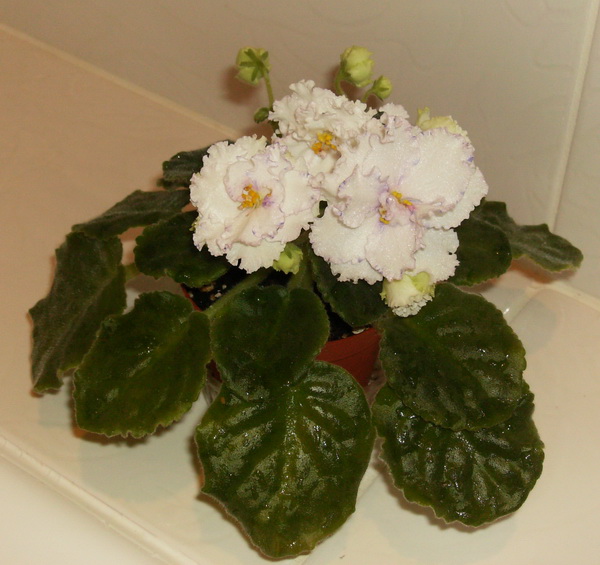 форум BPGirl sport.jpg