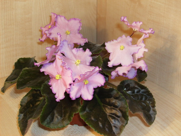 форум Bubble gum charm.jpg