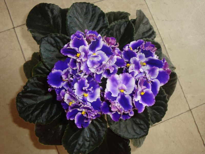 Копия DSC00976.JPG