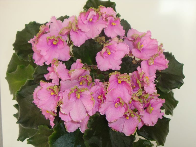 Копия DSC01395.JPG