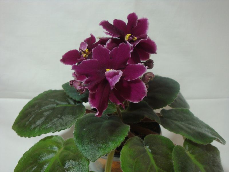 Копия DSC04249.JPG