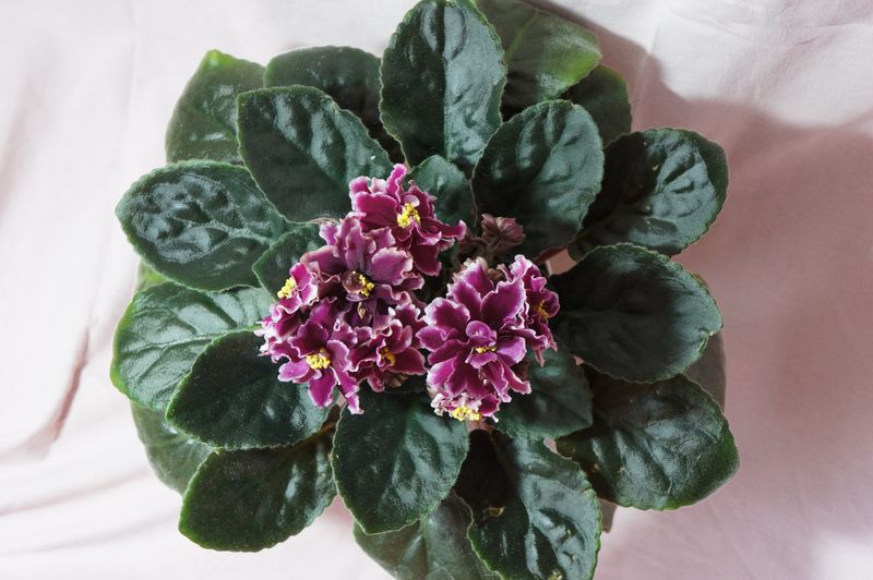 Копия DSC08597.JPG