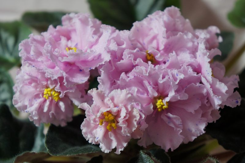 Копия DSC08607.JPG