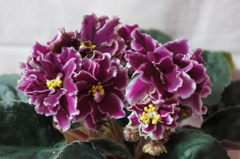 Копия DSC08610.JPG