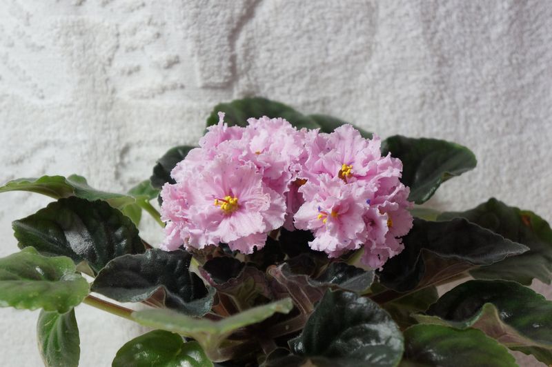 Копия DSC08616.JPG