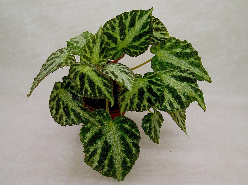 Копия IMGP5696.jpg