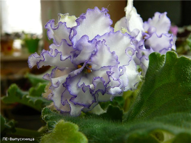 -Выпускница 1.jpg