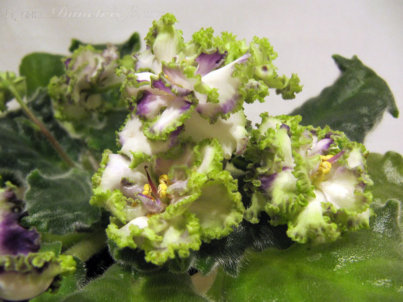 ЛЕ-Самоцветы (спорт)3.jpg