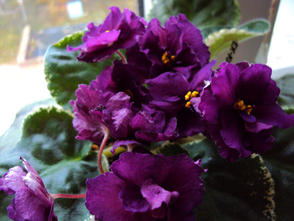 -Красавица Клеопатра.JPG