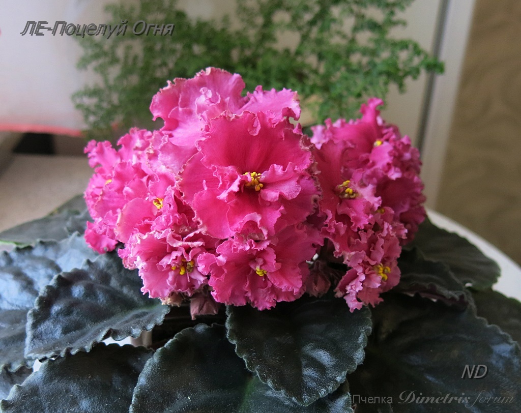 -Поцелуй Огня 1.JPG