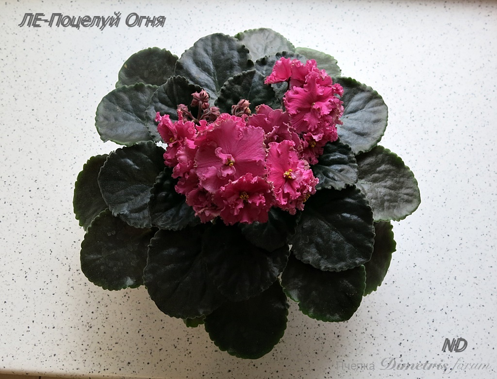 -Поцелуй Огня.JPG