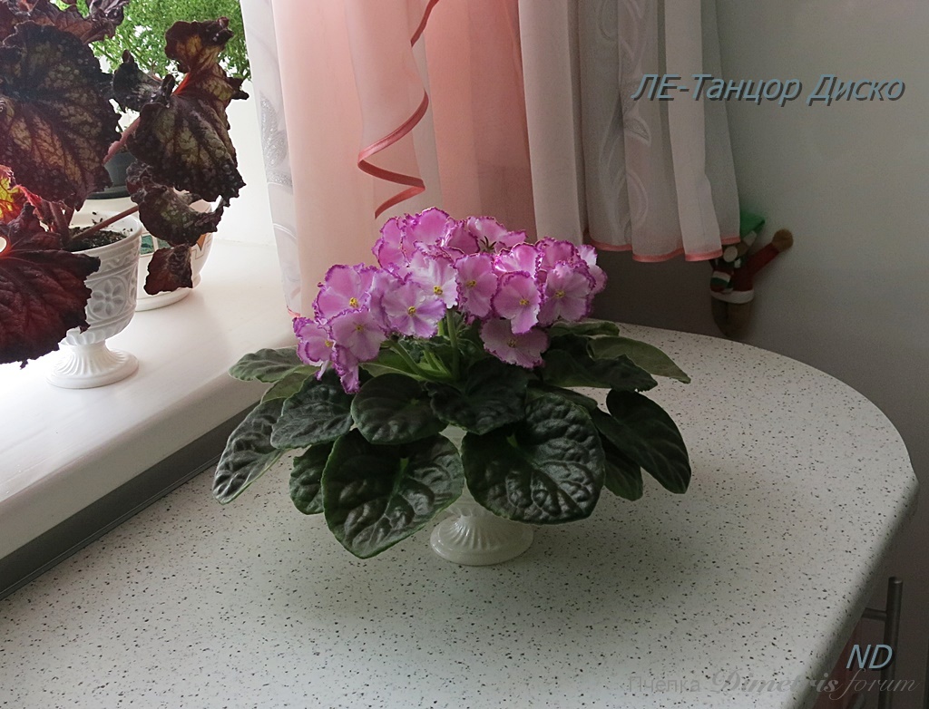 -Танцор Диско6.JPG