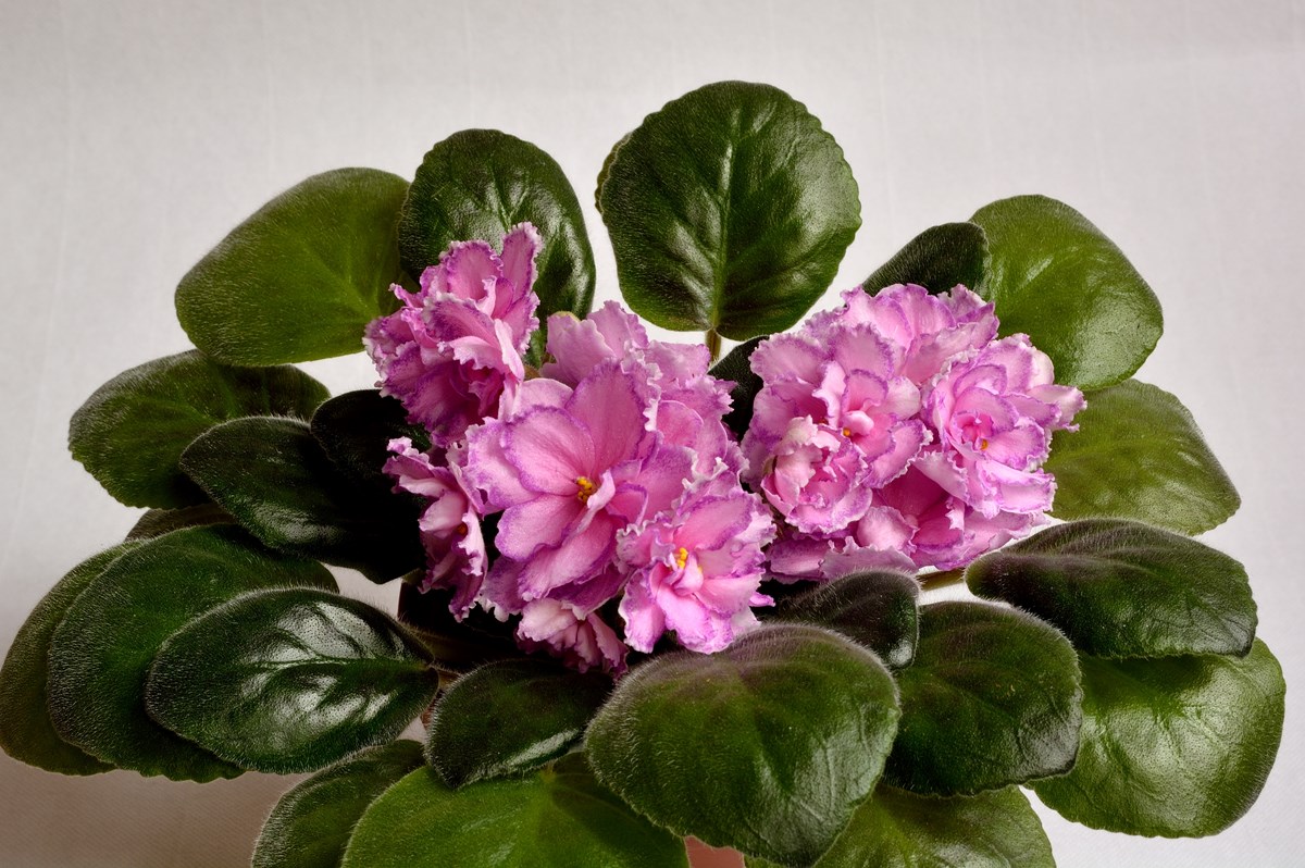 -Царская Милость_2.JPG