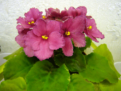 -P10506.gif