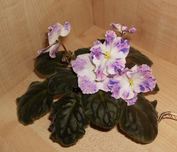 форум Playful Spectrum....jpg