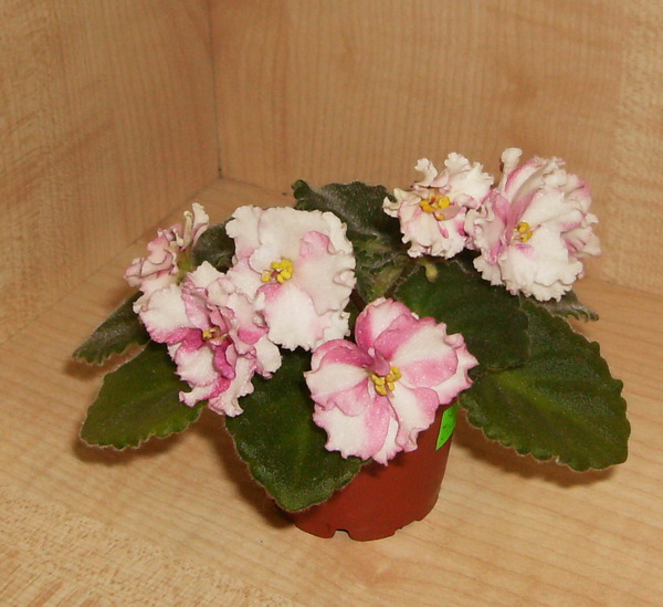 форум Snow Jewel....jpg