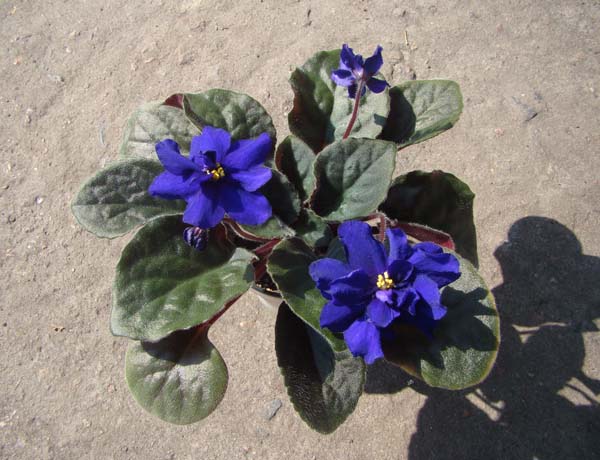 Африканская Ночь.jpg