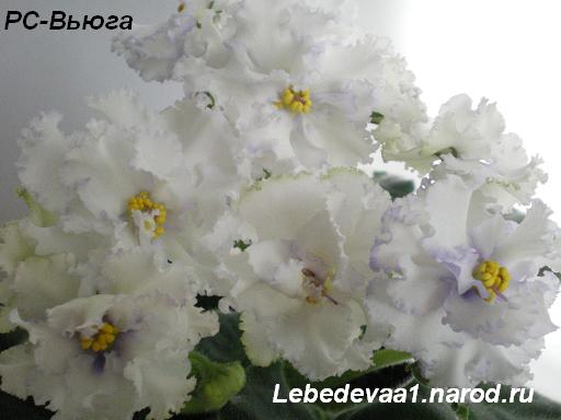 -Вьюга 16.04.09 (12) 20-20 3 текст.JPG