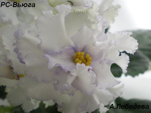 -Вьюга 16.04.09 (15) 20-20 2 текст.JPG