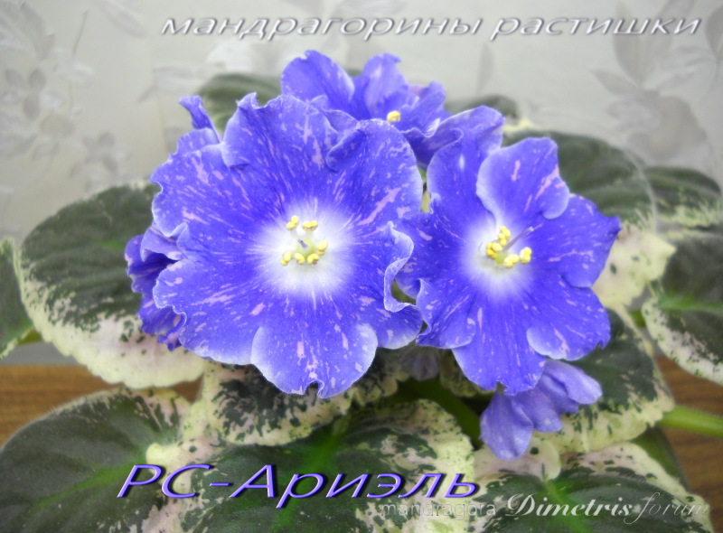 РС-Ариэль.jpg