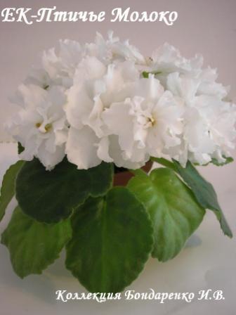 ЕК-Птичье Молоко-1.JPG