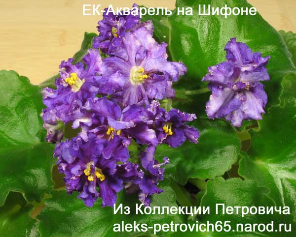 -Акварель-на-Шифоне.jpg