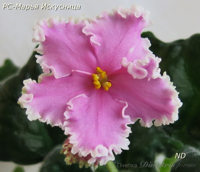 РС-Марья Искусница 1.JPG