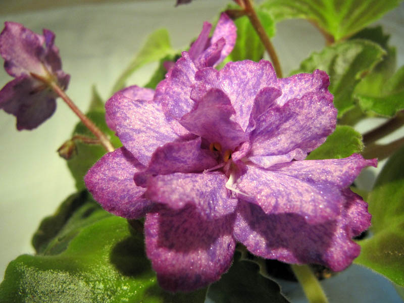 Aaron's West Coast Swing2.jpg