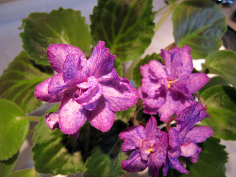 Aaron's West Coast Swing.jpg