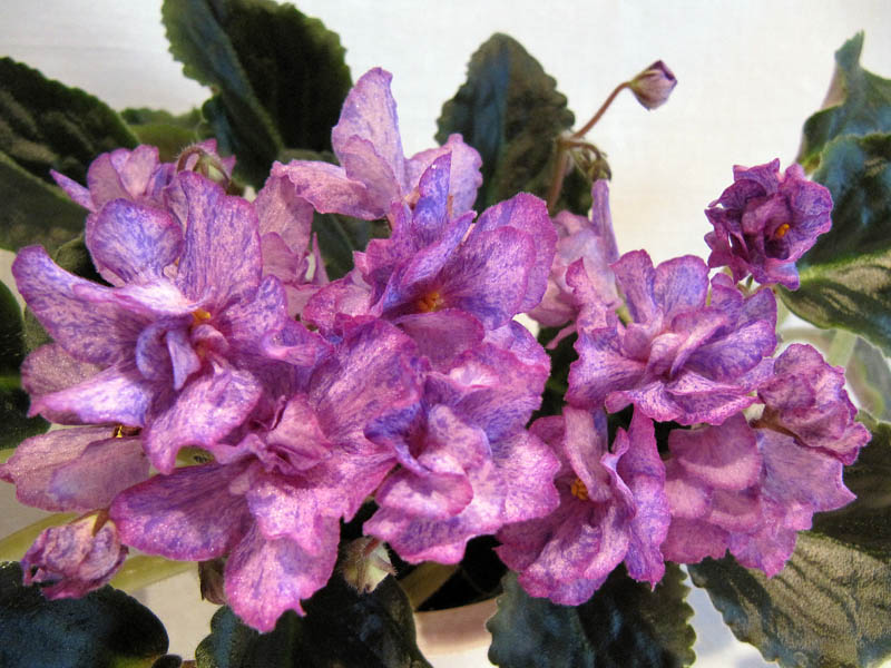 Aaron's West Coast Swing.jpg