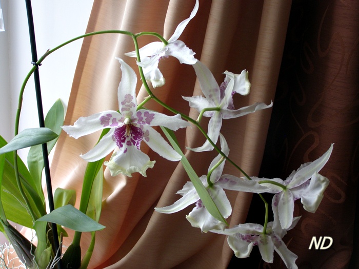 Орхидея3.JPG