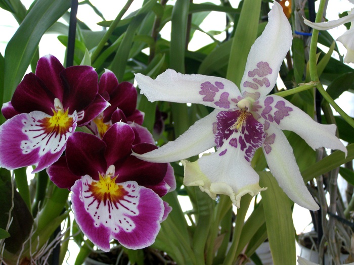 Орхидея5.JPG